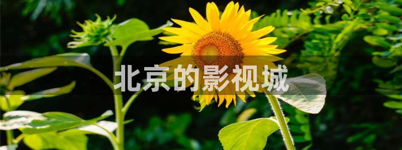 神马影院87不卡版